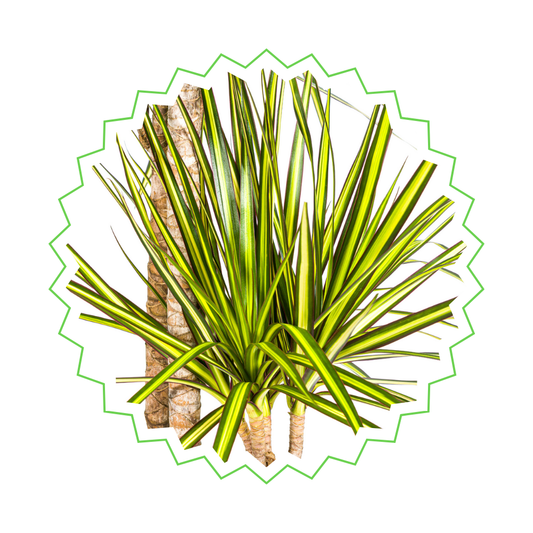 Dracaena Marginata "Sunray" - ⭥140cm