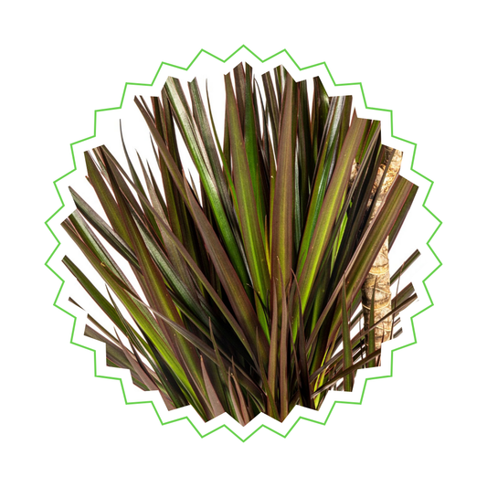 Drachenbaum "Magenta" - ⭥120cm