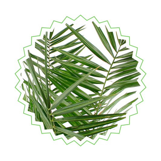 Phoenix Canariensis - "Kanarische Dattelpalme" - ⭥180cm