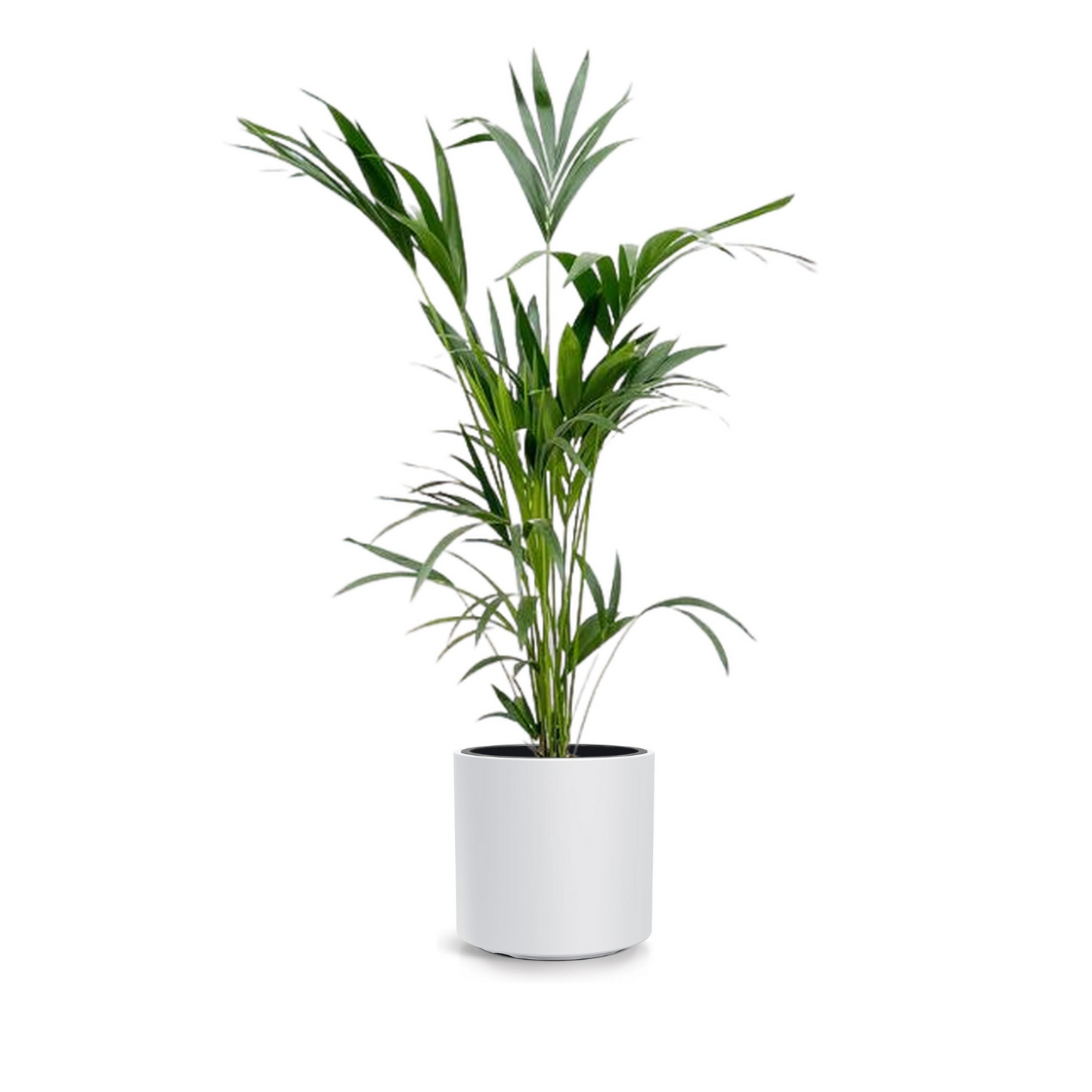 Howea Forsteriana - "Kentia Palme" - ⭥160cm