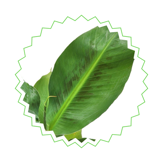 Musa - "Bananenpflanze" - ⭥80cm