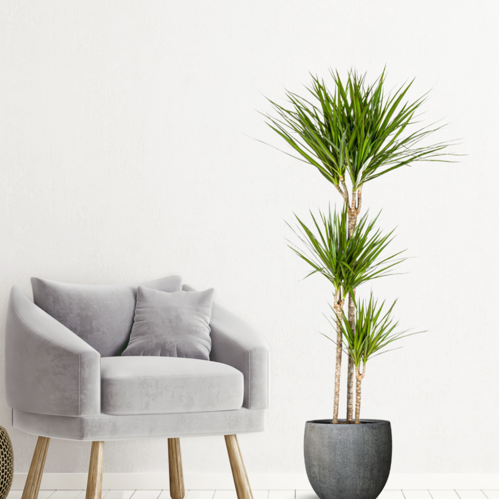 Dracaena Marginata "Green" - ⭥140cm