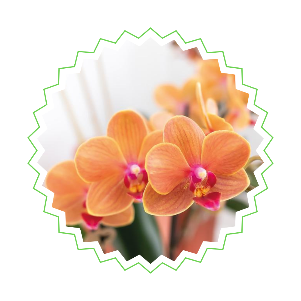 2x Orangene Orchidee "Bolzano" - ⭥35cm