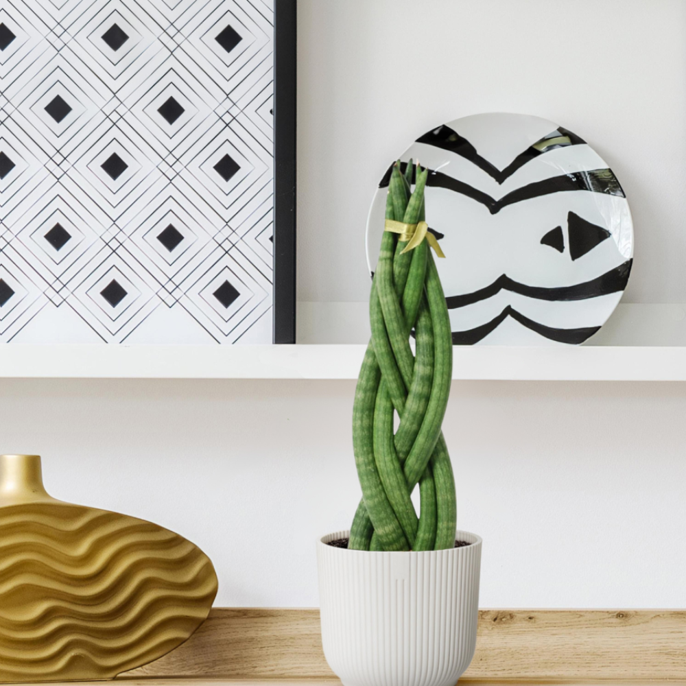 Sansevieria Cylindrica "Twist" - ⭥40cm