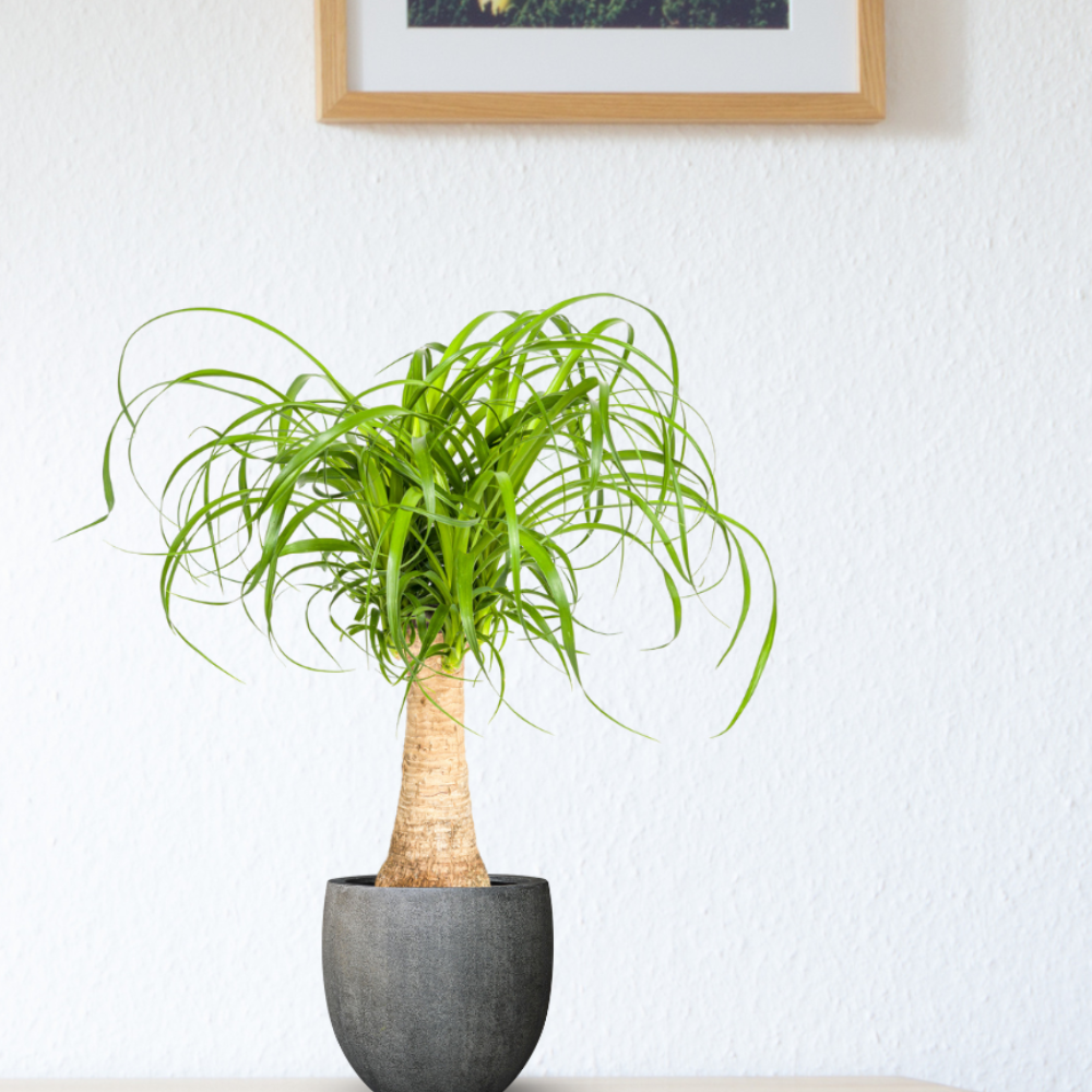 Beaucarnea Recurvata - "Elefantenfuß" - ⭥50cm
