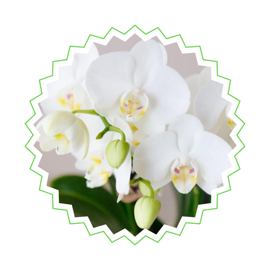 Weiße Orchidee "Amabilis" - ⭥35cm - mit Ziertopf Painted Stripe in Grün