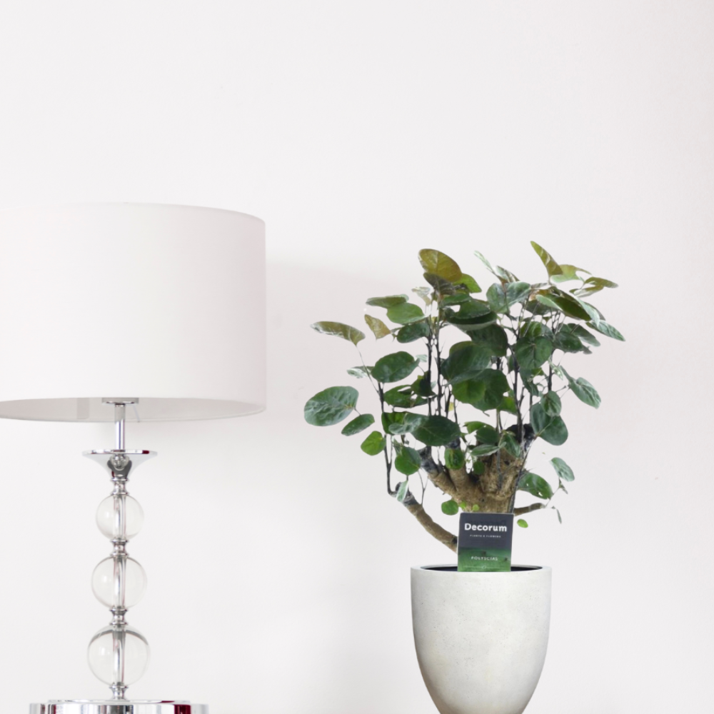 Polyscias Fabian - ⭥45cm