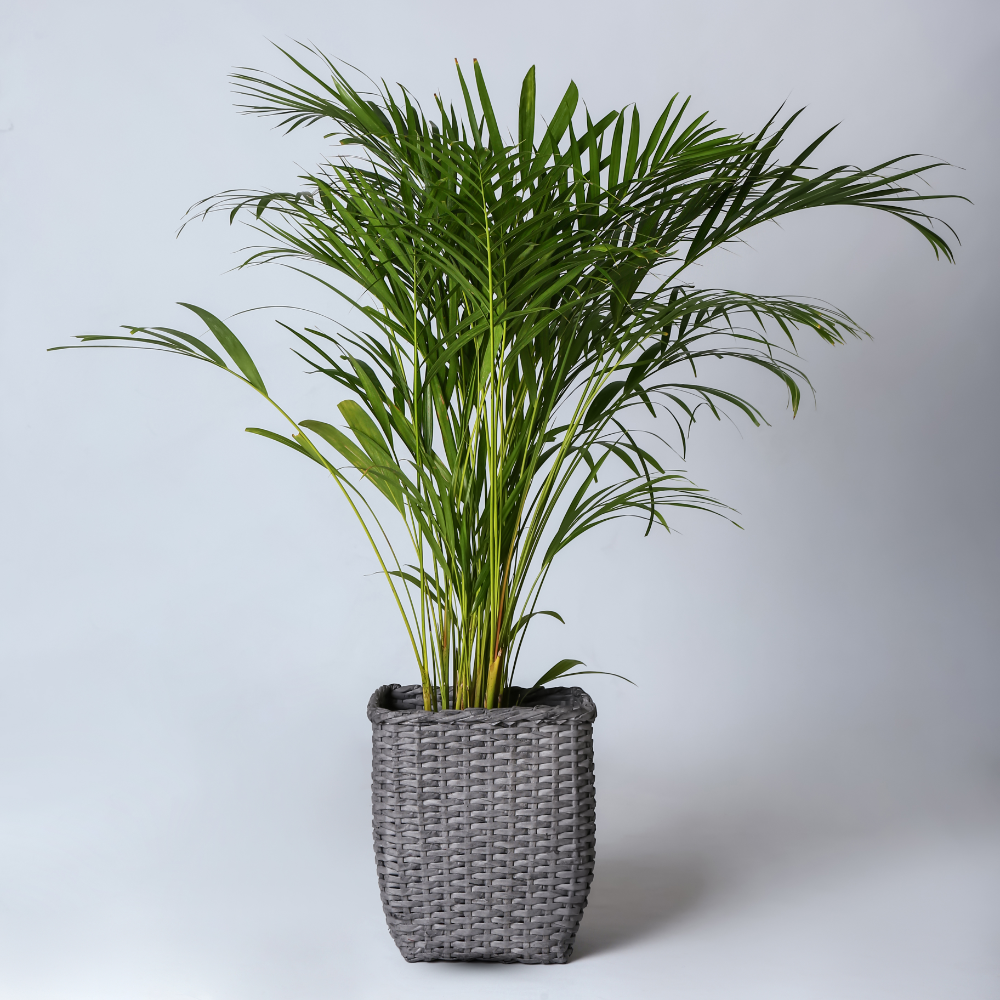 Dypsis Lutescens - "Goldfruchtpalme" - ⭥90cm