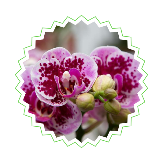 Rosa/Lila Orchidee "El Salvador" - ⭥35cm - mit Ziertopf Diabolo in Rosa