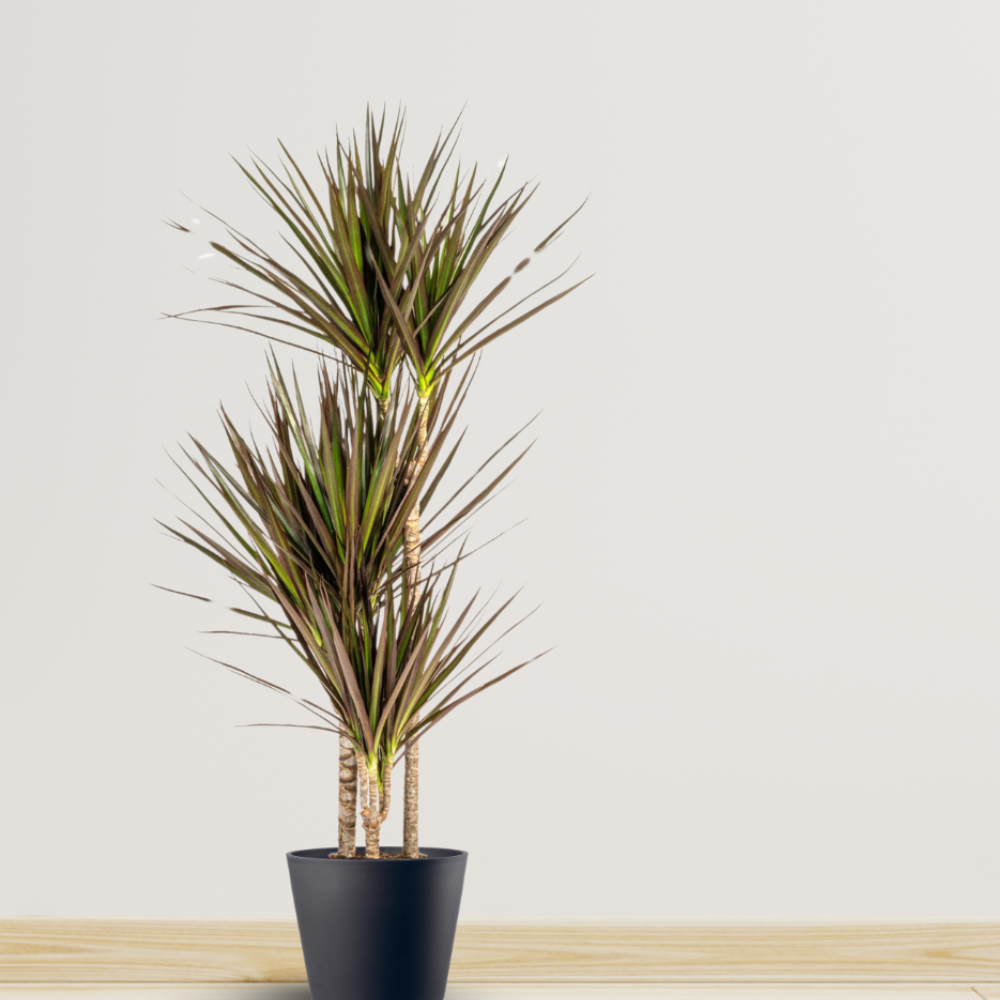 Dracaena Marginata "Magenta" - ⭥120cm
