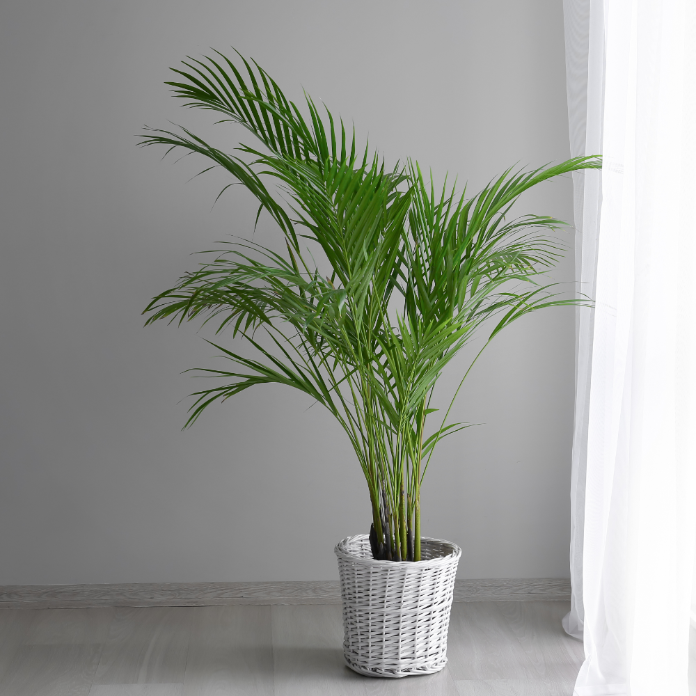 Dypsis Lutescens - "Goldfruchtpalme" - ⭥130cm