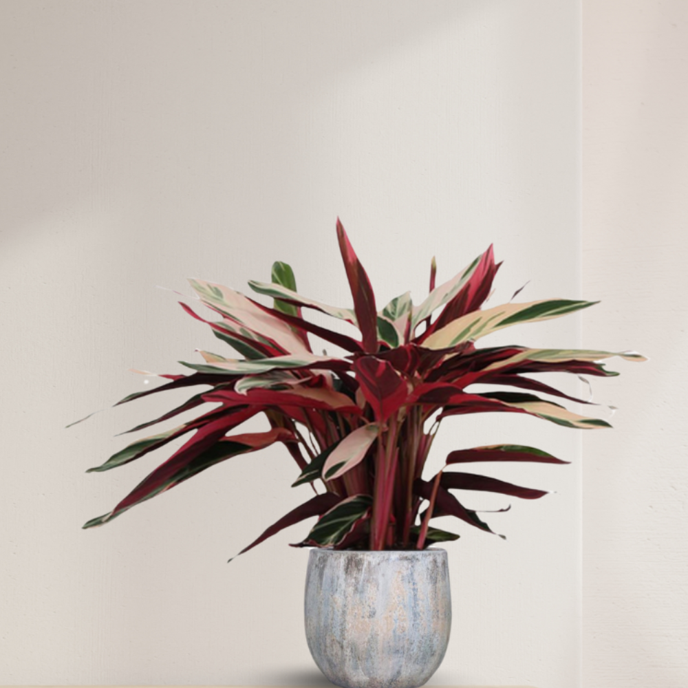 Calathea Triostar - ⭥70cm