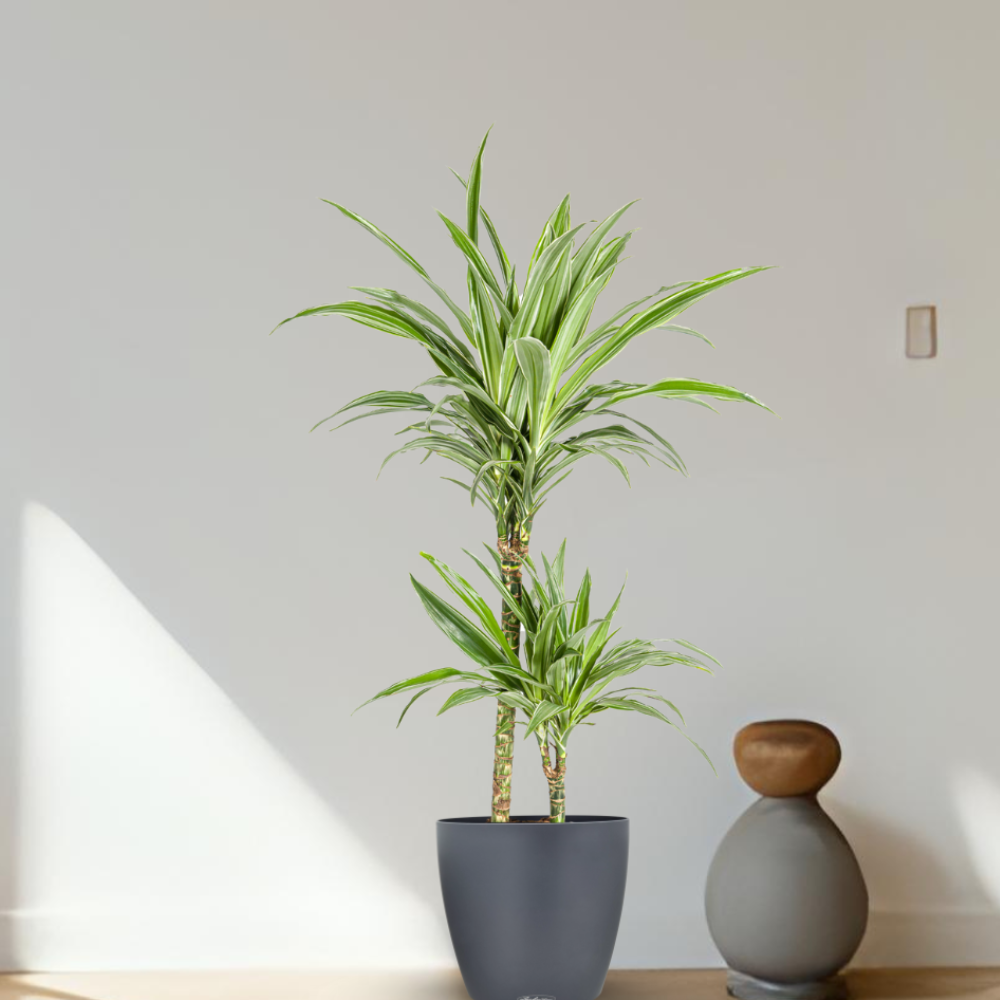 Dracaena Deremensis "White Stripe" - ⭥80cm