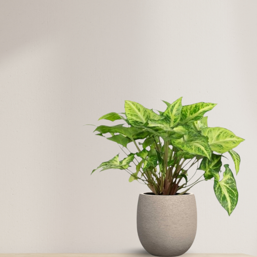 Syngonium Mottled - "Pfeilblatt" - ⭥25cm