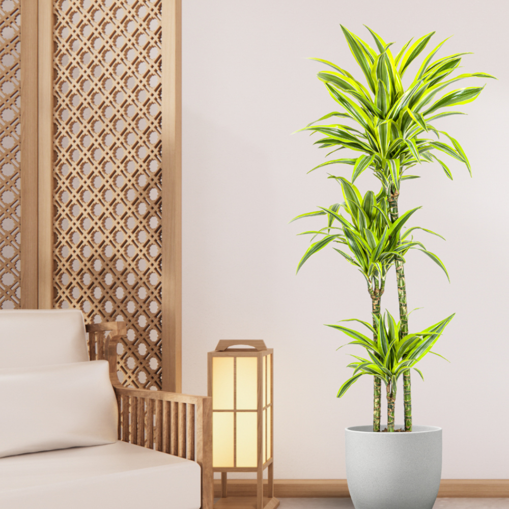 Dracaena Deremensis "Lemon Lime" - ⭥140cm