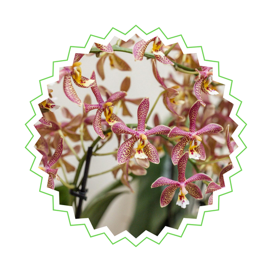 Orangene Orchidee "Spider" - ⭥35cm