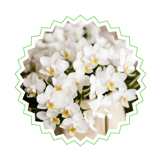 Weiße Orchidee "Nazaré" - ⭥30cm