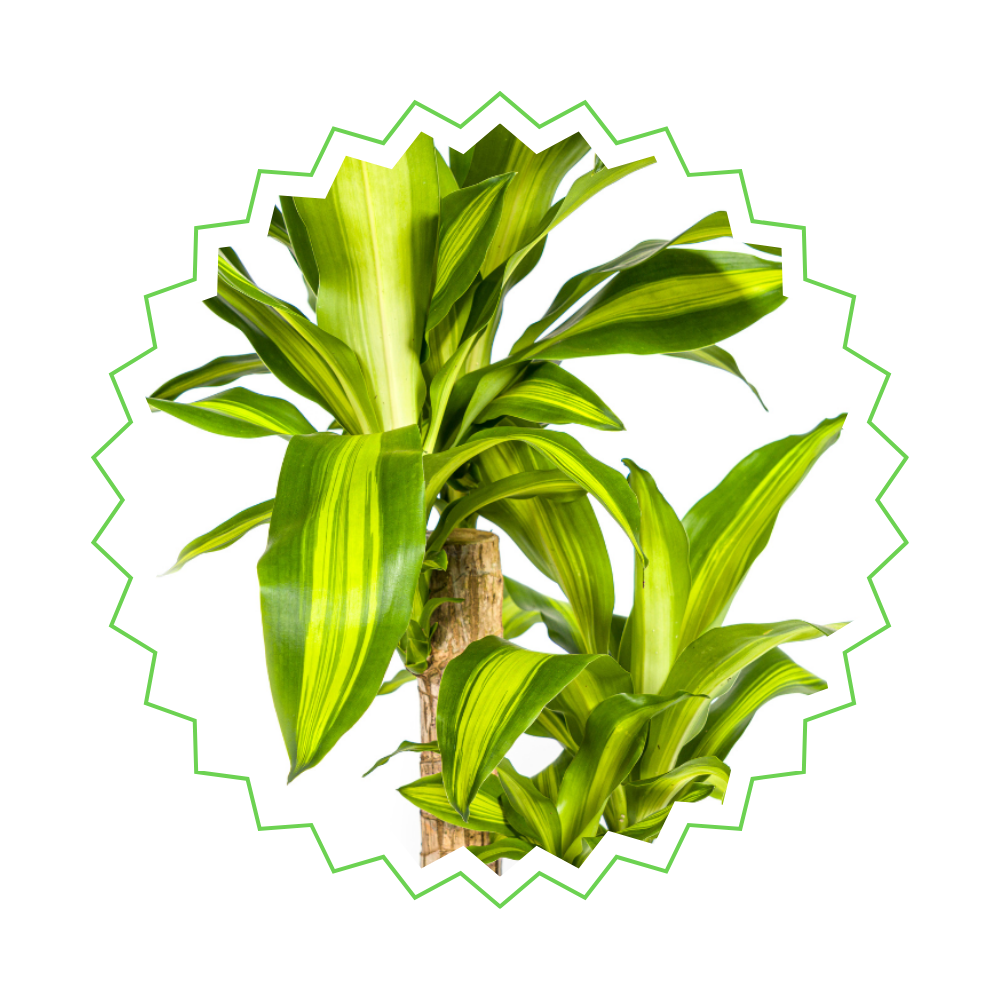 Dracaena Fragrans "Massangeana" - ⭥80cm