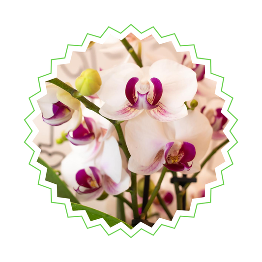 Weiße Orchidee "Gibraltar" - ⭥35cm