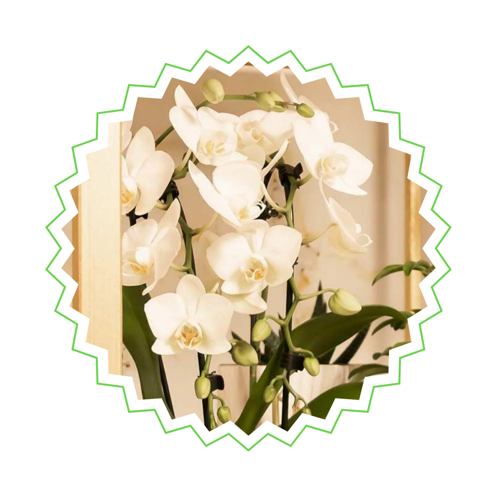 Weiße Orchidee "Niagara Fall" - ⭥40cm