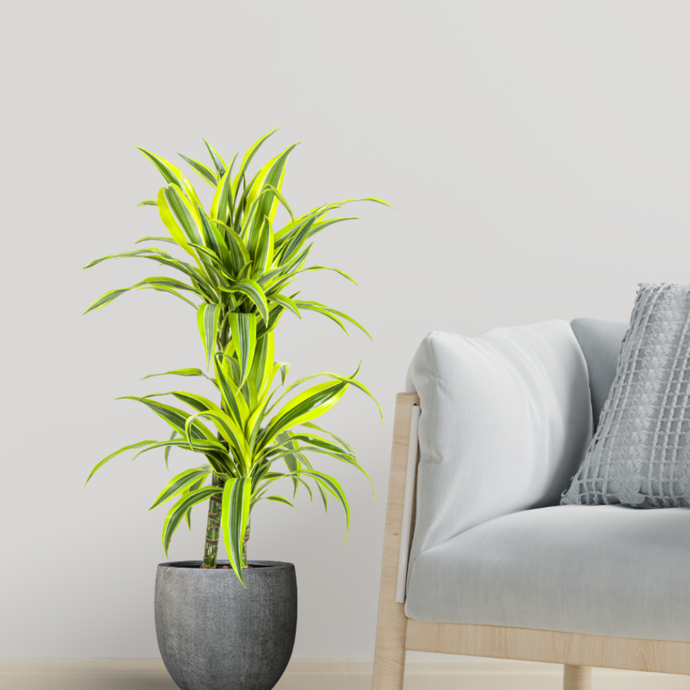 Dracaena Deremensis "Lemon Lime" - ⭥80cm