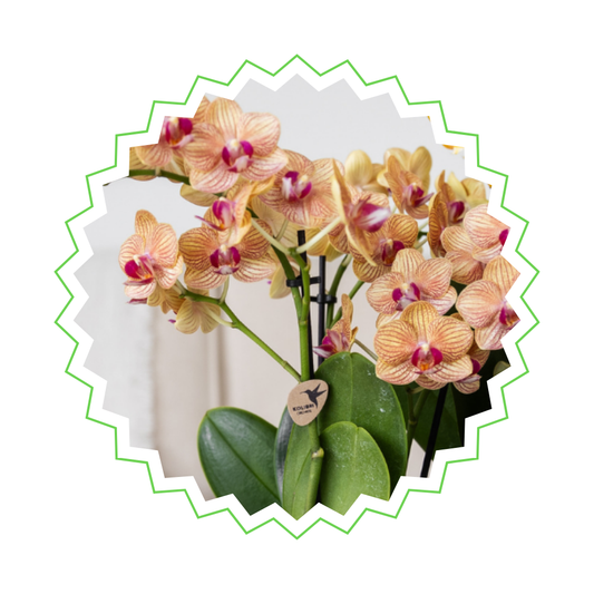 Orangene Orchidee "Jamaica" - ⭥35cm - mit Ziertopf Lush in Gold