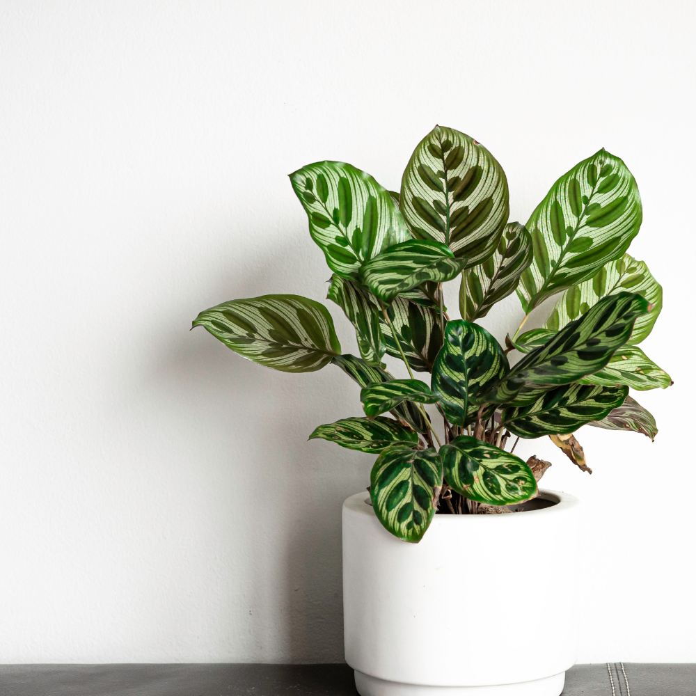 Calathea Makoyana - ⭥45cm