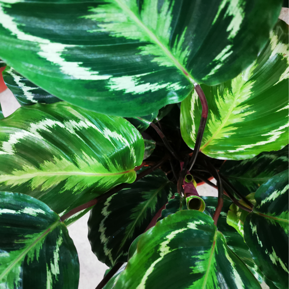Calathea Medallion - ⭥80cm