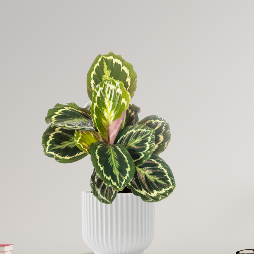 Calathea Medallion - ⭥45cm