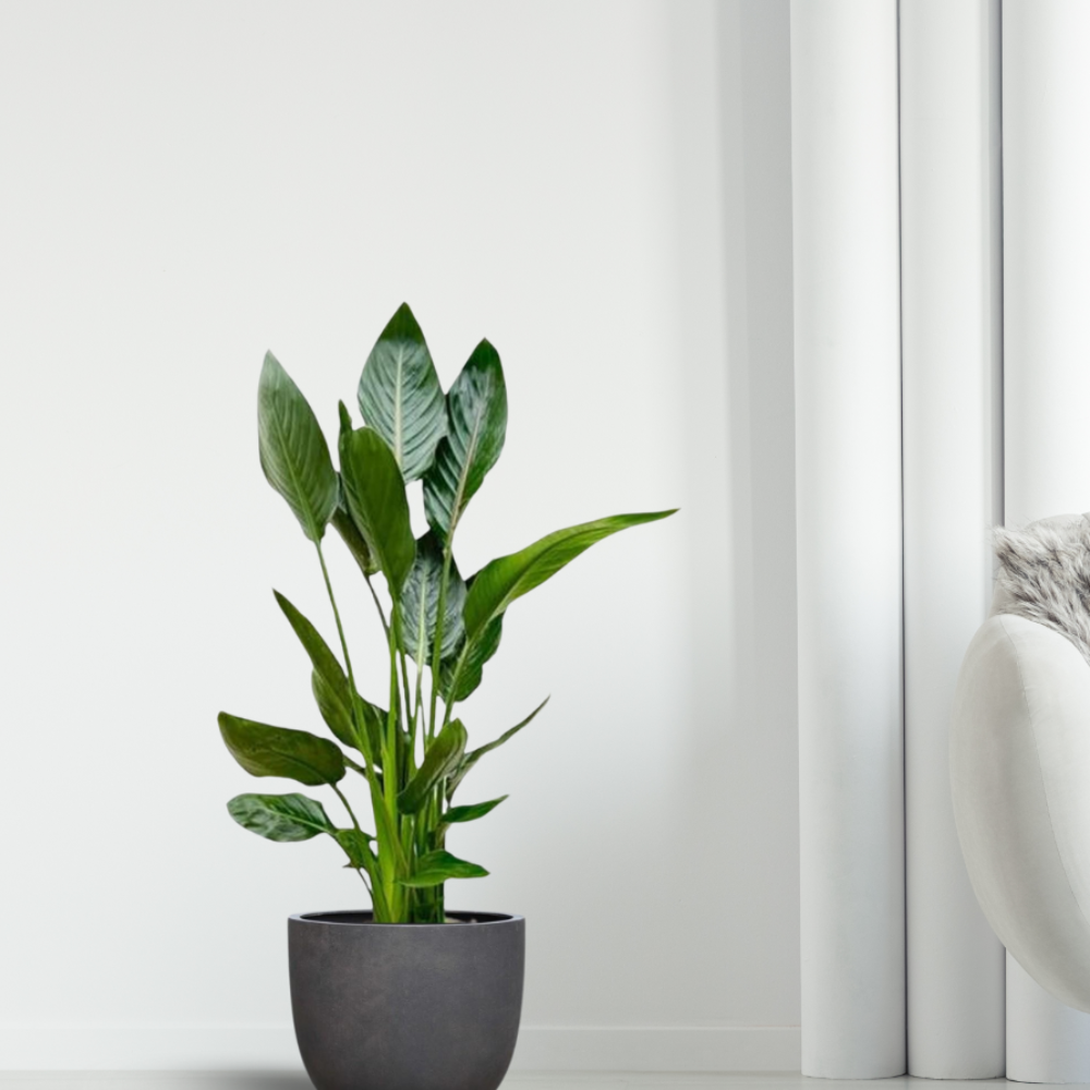 Strelitzia Reginae - "Papageienblume" - ⭥100cm