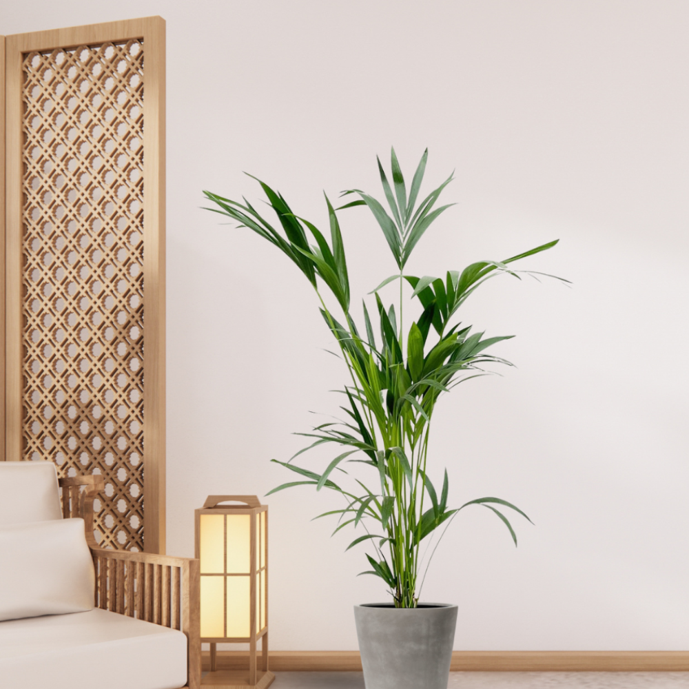 Howea Forsteriana - "Kentia Palme" - ⭥160cm