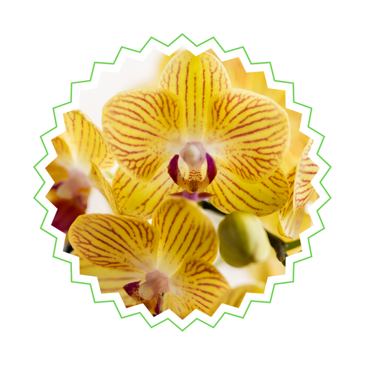 Gelbe Orchidee "Lima" - ⭥35cm
