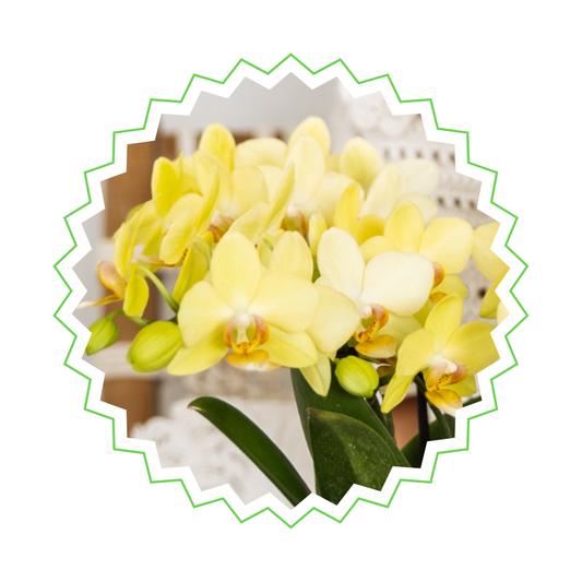 Gelbe Orchidee "Albenga" - ⭥35cm