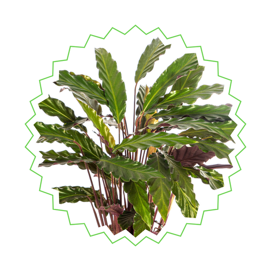 Calathea Rufibarba - ⭥45cm