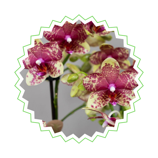 Orange/Gelbe Orchidee "Grosseto" - ⭥35cm