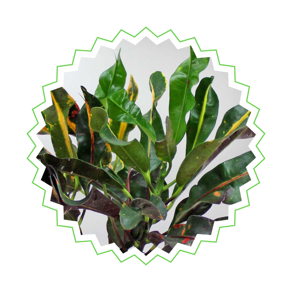3x Codiaeum Variegatum (⭥25-30cm) - MIX - Croton