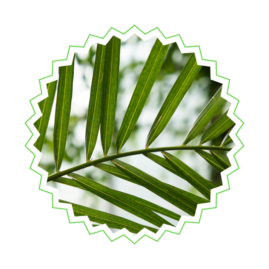 Phoenix Canariensis - "Kanarische Dattelpalme" - ⭥140cm