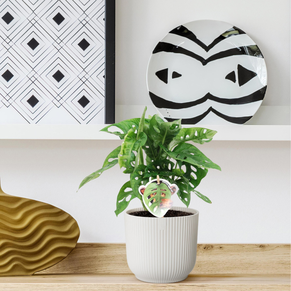 Monstera Obliqua - "Monkey Leaf" - ⭥25cm