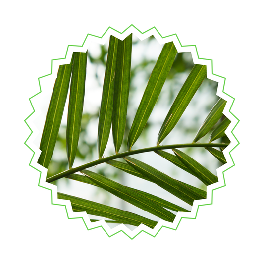 Phoenix Canariensis - "Kanarische Dattelpalme" - ⭥140cm