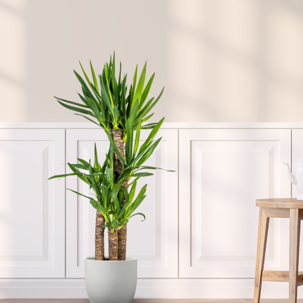 Yucca Elephantipes - "Palmlilie" - ⭥100cm