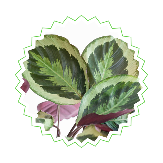 Calathea Medaillon - ⭥65cm - mit Pflanzkorb Lissabon in Schwarz