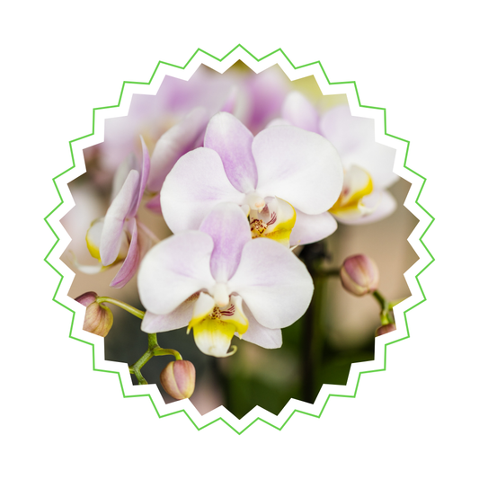 Rosa Orchidee "Portugal" - ⭥35cm - mit Ziertopf Painted Stripe in Rosa