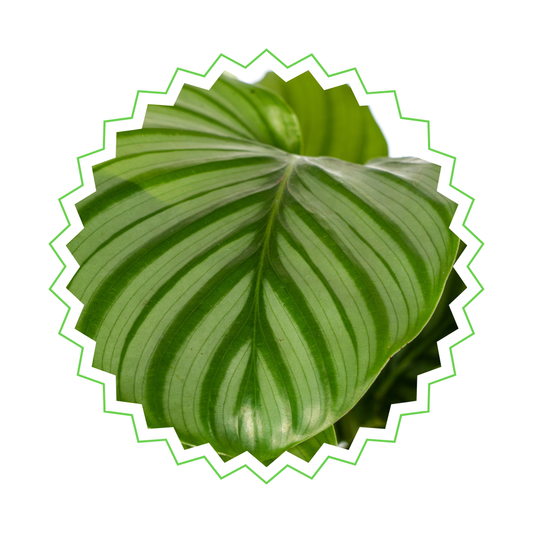Calathea Orbifolia - ⭥45cm