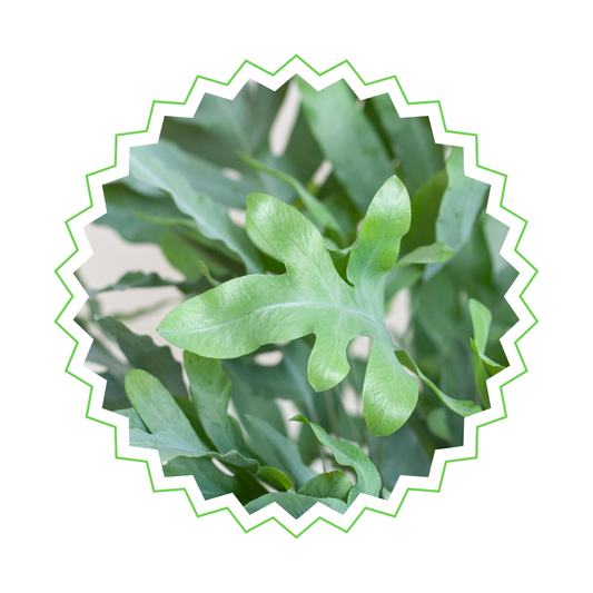 Phlebodium Aureum Blue Star - ⭥40cm - mit Pflanzkorb Lissabon in Weiß