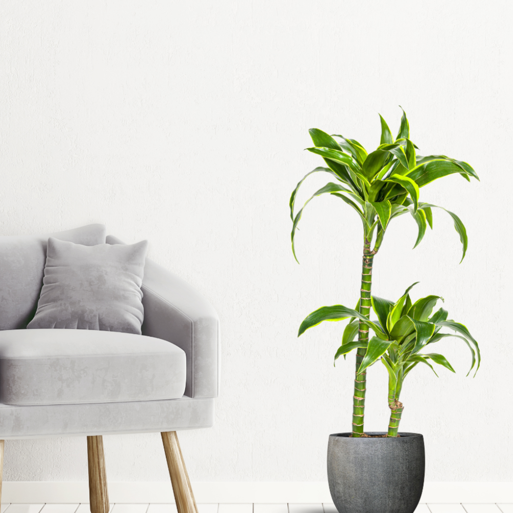 Dracaena Deremensis "Dorado" - ⭥80cm
