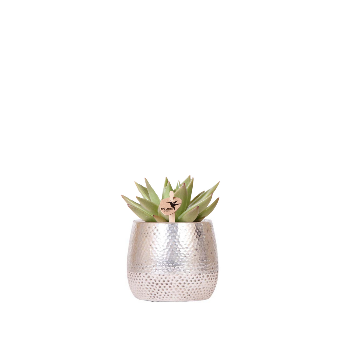 Sukkulente Echeveria "Miranda" - ⭥9cm
