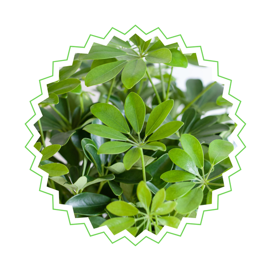 Schefflera Arab Nora - ⭥70cm - mit Pflanzkorb Sofia