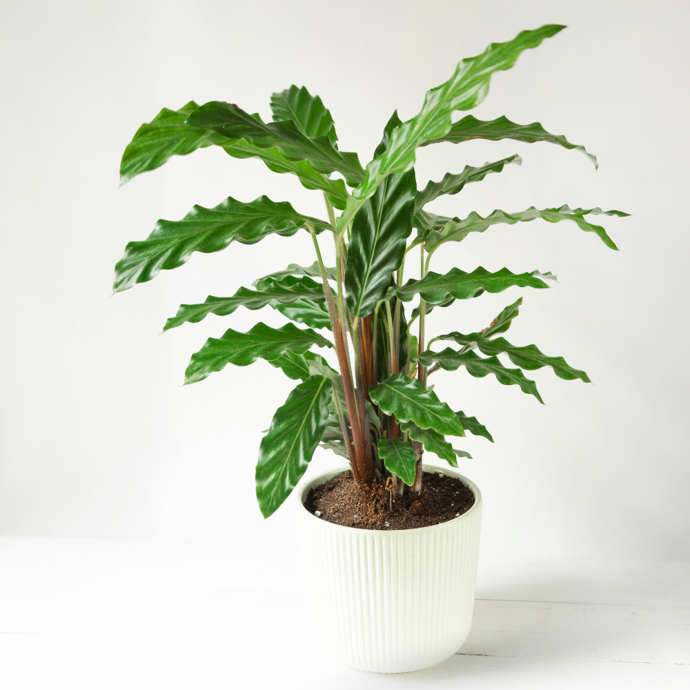 Calathea Rufibarba - ⭥45cm