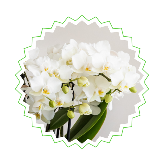 Weiße Orchidee "Zürich" - ⭥35cm