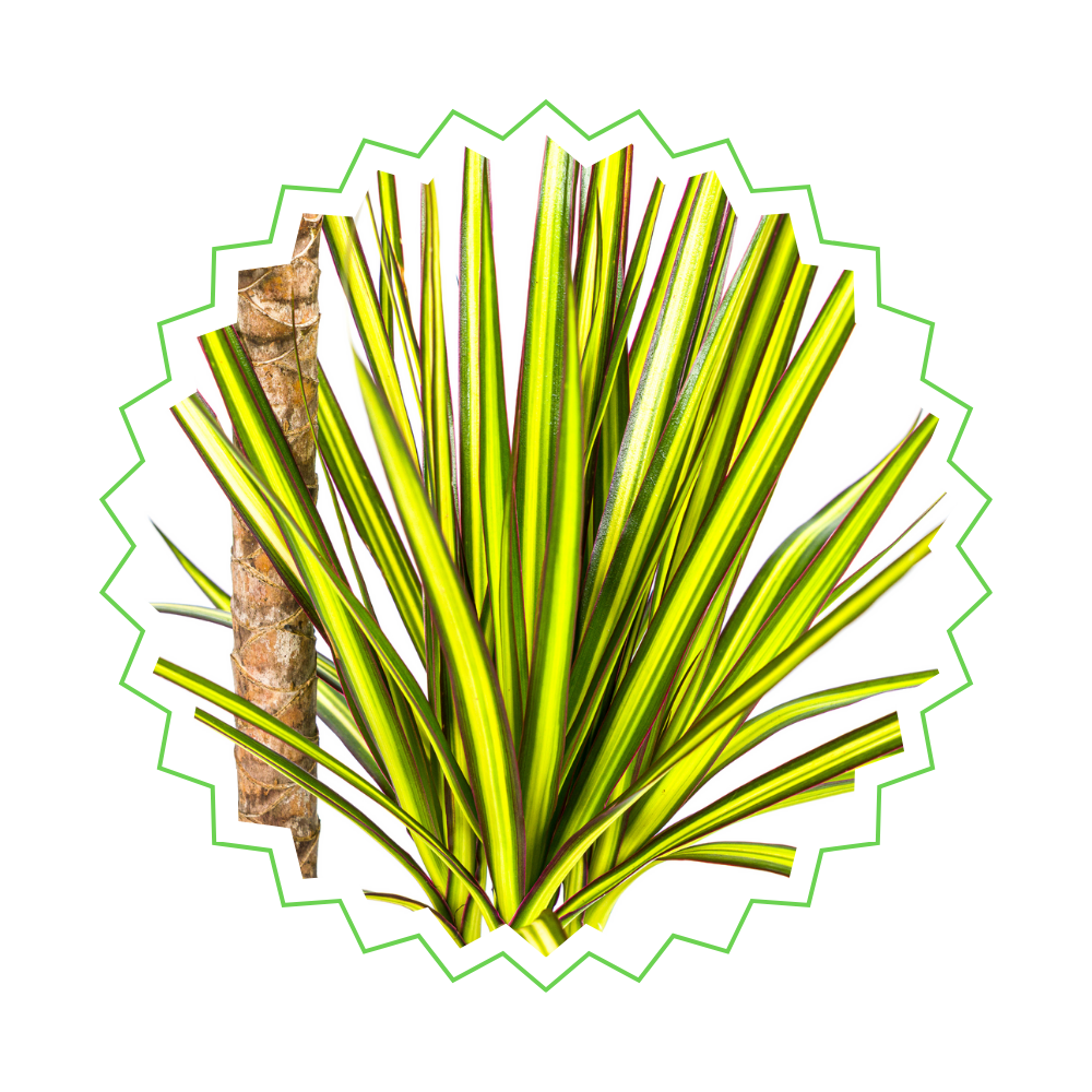 Dracaena Marginata "Sunray" - ⭥90cm